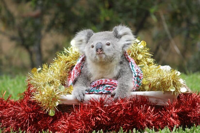 Un koala, decorado con motivos navideños en un zoo de Australia.