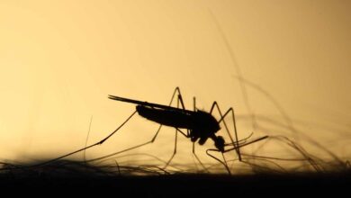 El mosquito, el mayor asesino de la humanidad y el vencedor del cambio climático
