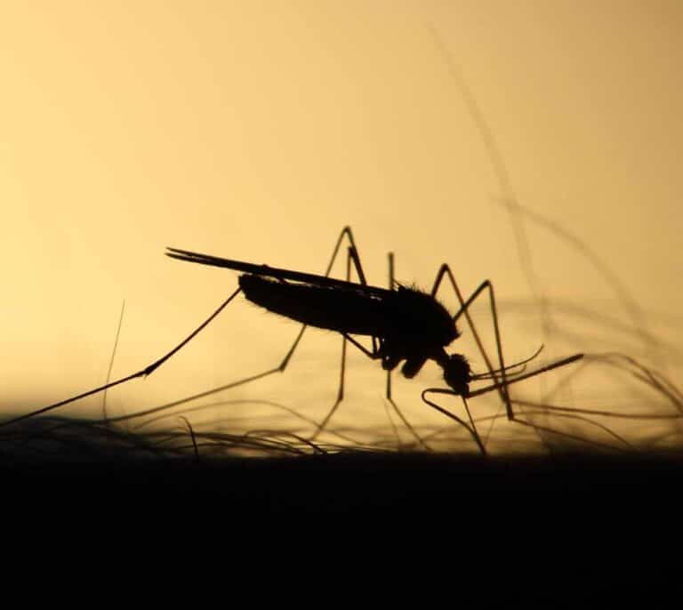El mosquito, el mayor asesino de la humanidad y el vencedor del cambio climático