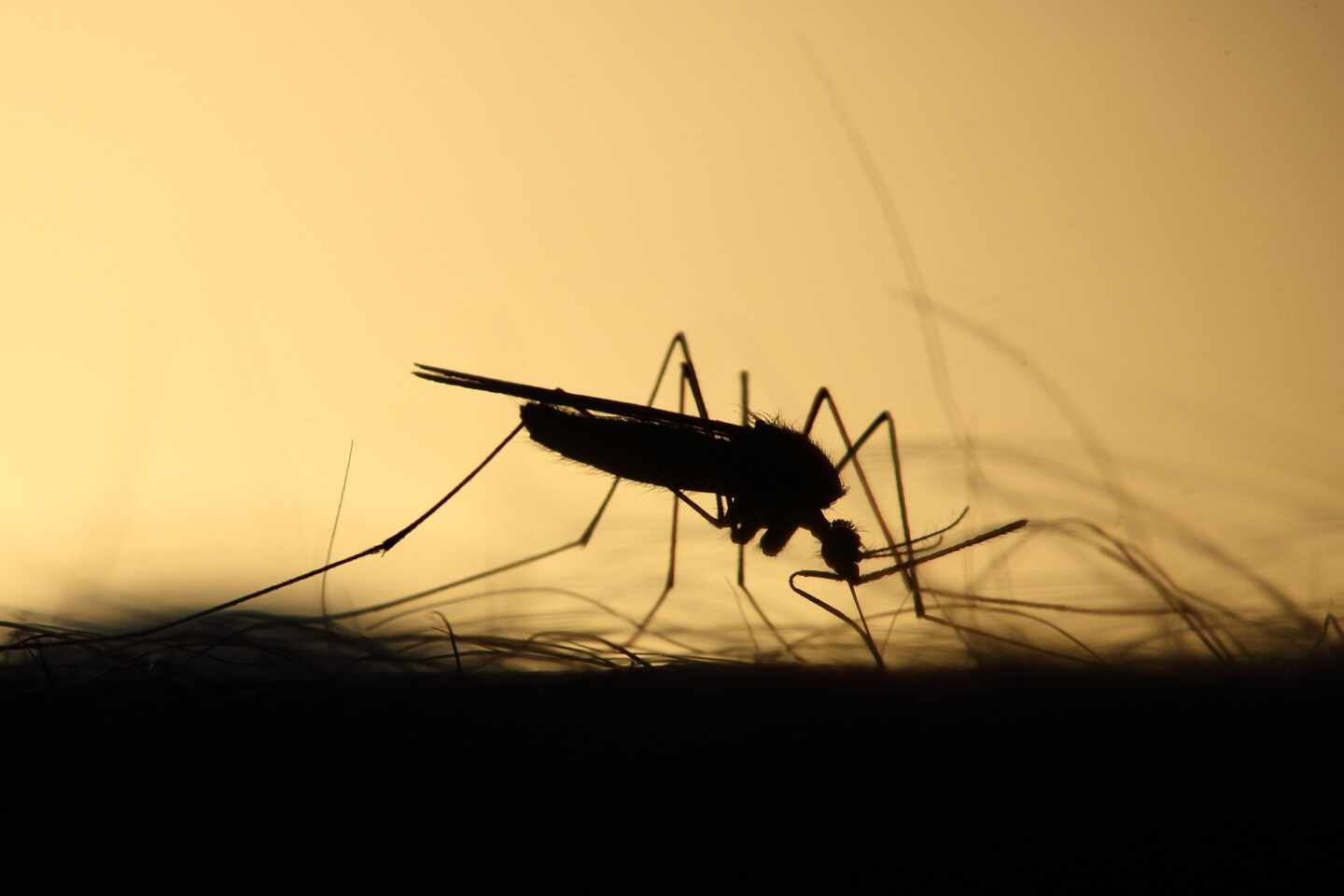 El mosquito, el mayor asesino de la humanidad y el vencedor del cambio climático