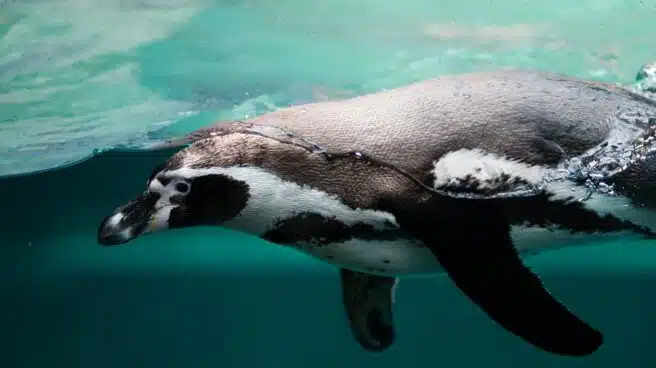 Por qué los pingüinos no se congelan los pies