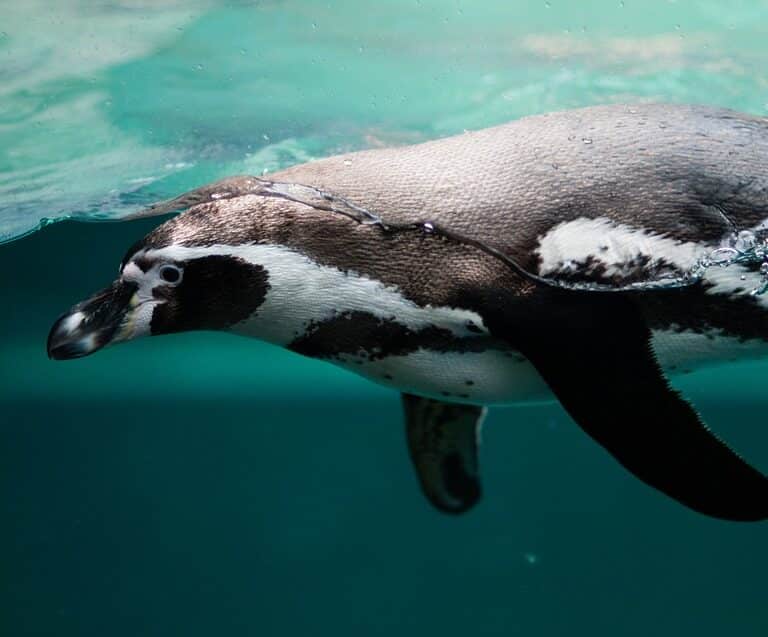 Por qué los pingüinos no se congelan los pies