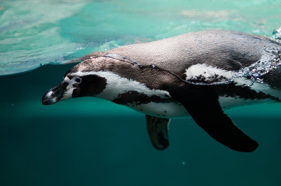 Por qué los pingüinos no se congelan los pies