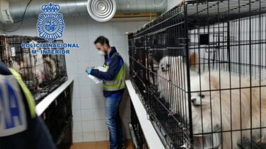 Detenido después de criar chihuahuas durante 30 años en un zulo de su casa