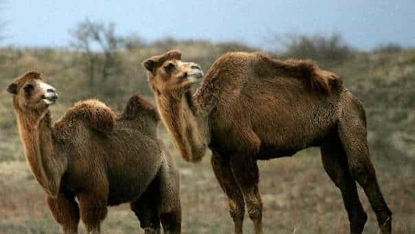 Miles de camellos salvajes serán tiroteados en Australia a causa de la sequía