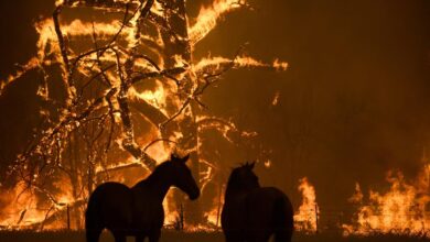 Australia, 130 incendios después