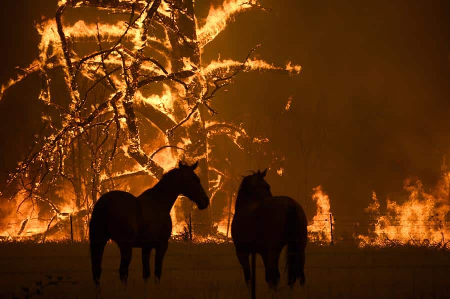 Australia, 130 incendios después
