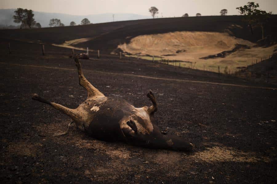 La pérdida de biodiversidad pone en riesgo entre 125 y 140 billones de dólares al año