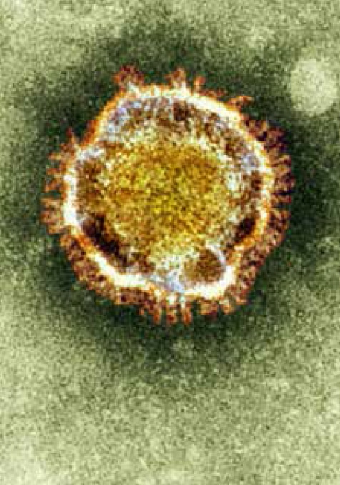 Decodifican una proteína responsable de la replicación del coronavirus