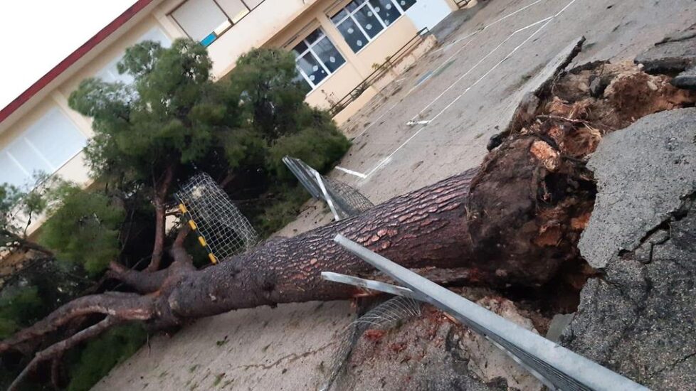 El fuerte viento ha derribado un árbol en Gandía