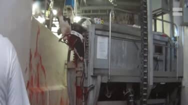 Vacas degolladas y electrocutadas: la terrorífica práctica de un matadero