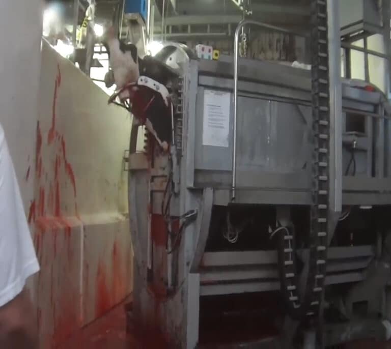 Vacas degolladas y electrocutadas: la terrorífica práctica de un matadero