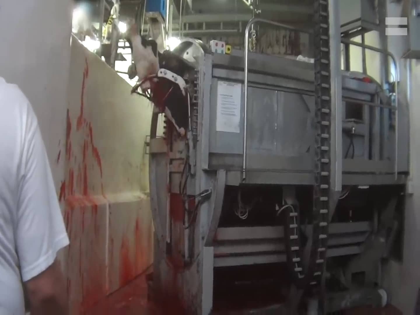 Vacas degolladas y electrocutadas: la terrorífica práctica de un matadero