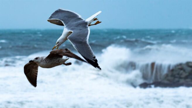 Temporal 'Gloria'.