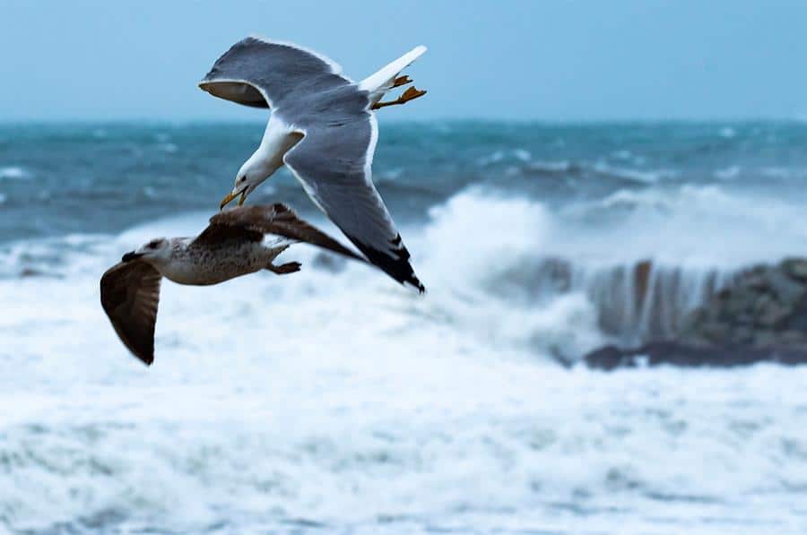 Alejandro Quecedo (SEO/Birdlife): Gloria ha sido un aviso y tendrá secuelas