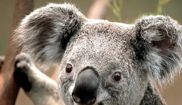 WWF trabaja en Australia con perros de rescate para salvar koalas