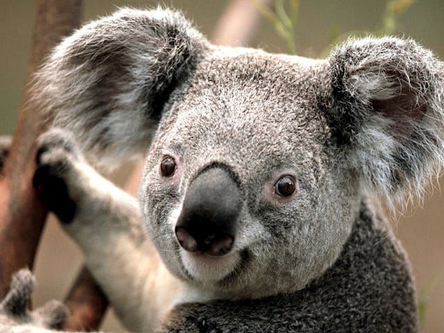 WWF trabaja en Australia con perros de rescate para salvar koalas