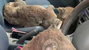 Dos adolescentes salvan a tantos koalas como pueden en Australia