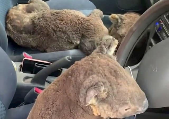 Dos adolescentes salvan a tantos koalas como pueden en Australia