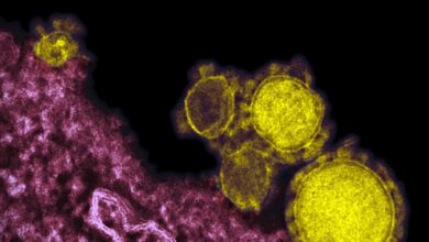 ¿Qué saben los científicos del nuevo coronavirus identificado en China?