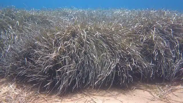 Las especies marinas migrarían  al fondo para mantener la temperatura actual por el cambio climático