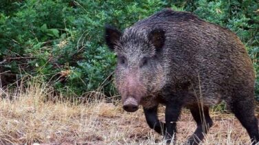 Muere un cazador tras recibir un tiro accidental durante una batida contra el jabalí en Galicia