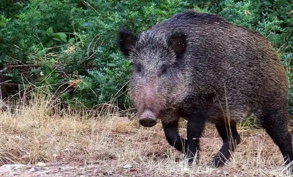 Muere un cazador tras recibir un tiro accidental durante una batida contra el jabalí en Galicia