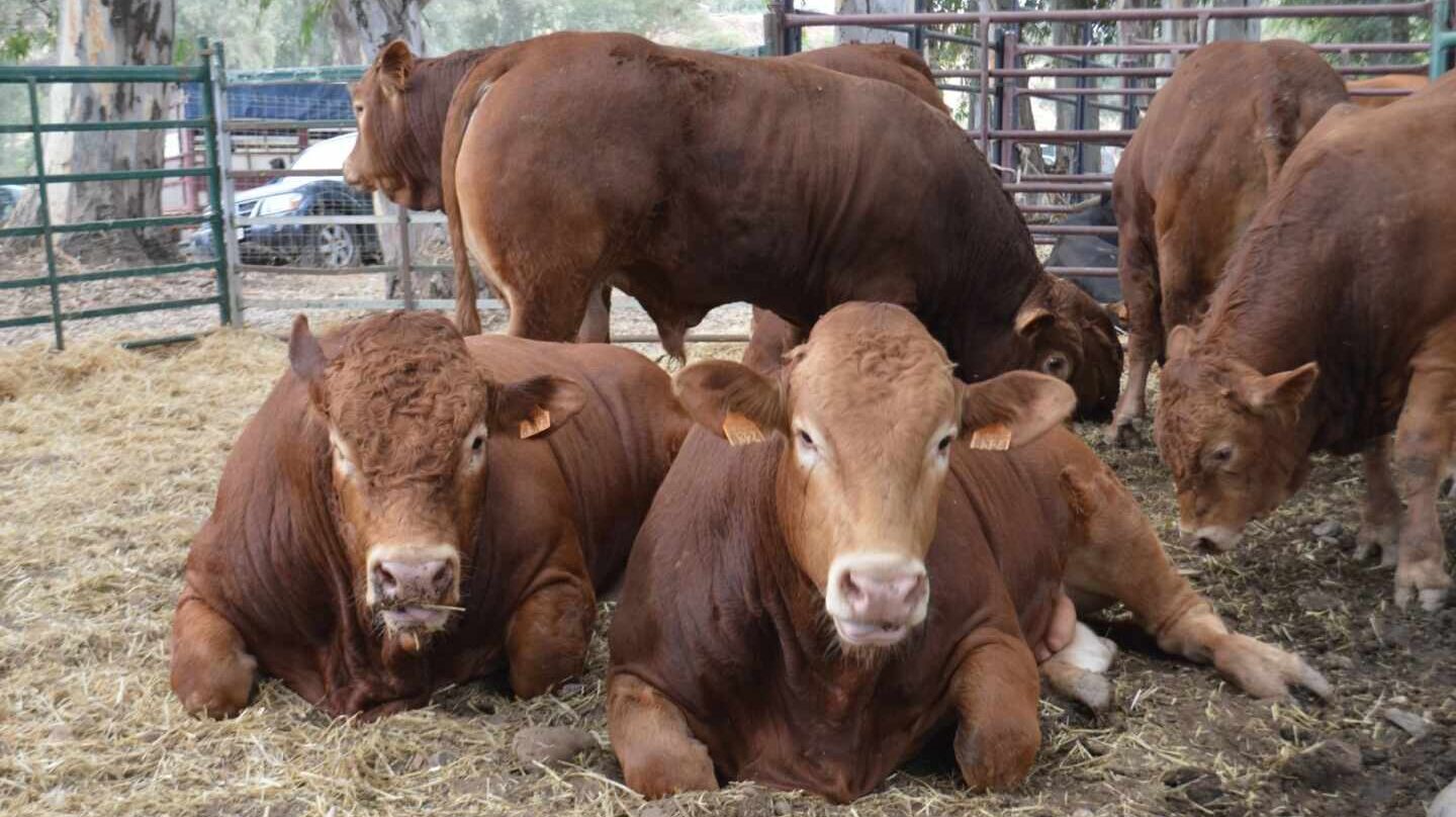 Los ganaderos españoles, a la conquista del paraíso nipón de la carne