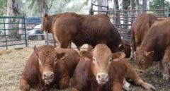 La realidad sobre el ganado hormonado en España