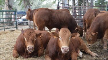 Los ganaderos españoles, a la conquista del paraíso nipón de la carne