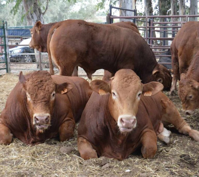 Los ganaderos españoles, a la conquista del paraíso nipón de la carne
