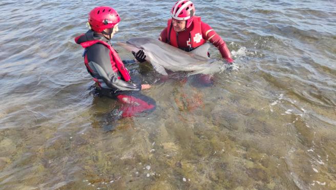 Rescatan un delfín varado en la playa del Puerto de Mazarrón (Murcia)