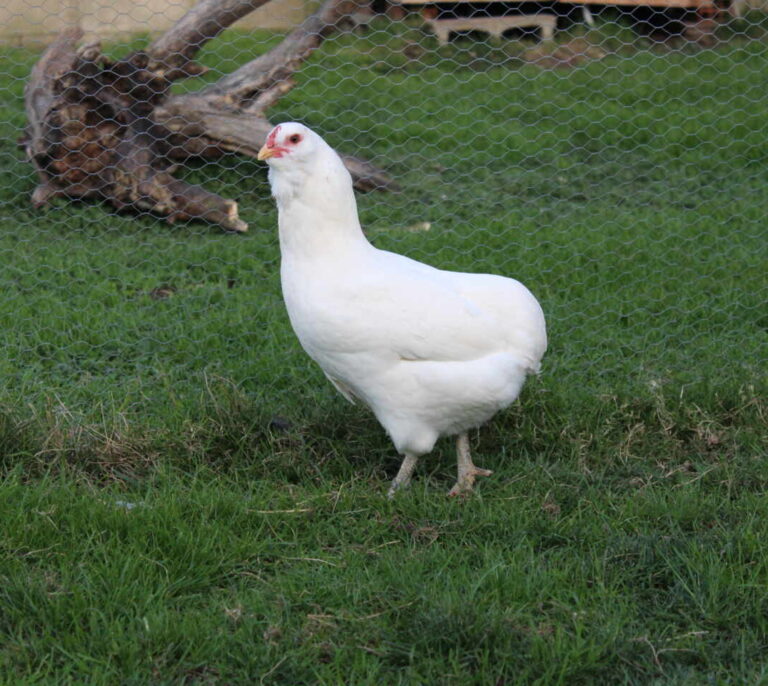 Araucana, la gallina de los huevos azules (que no tienen menos colesterol)