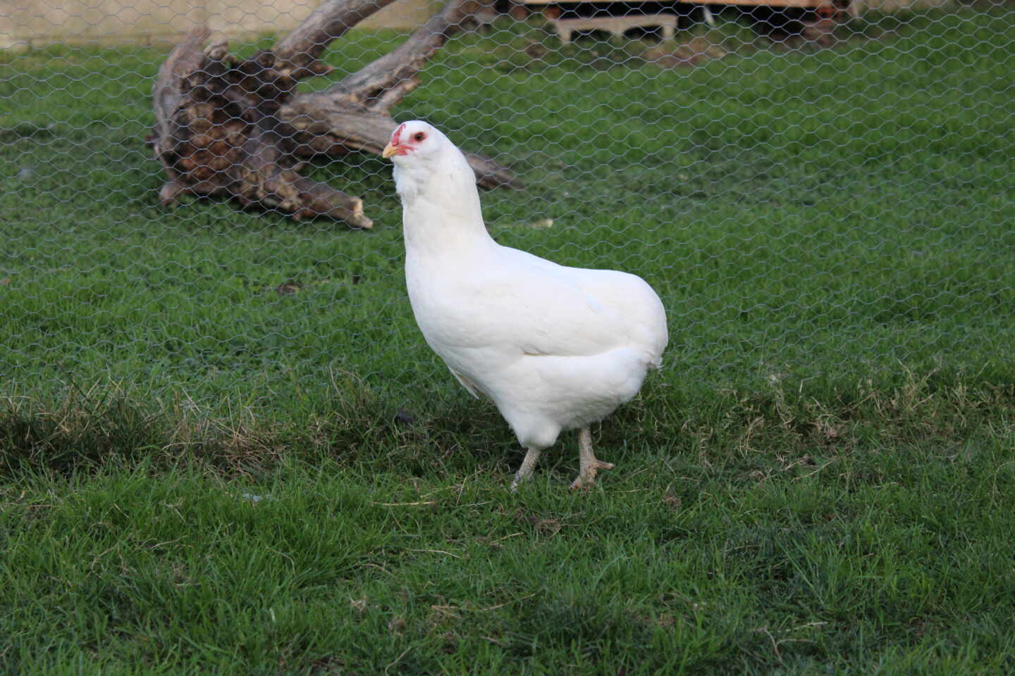 Gallina Araucana, que pone huevos azules de gallina