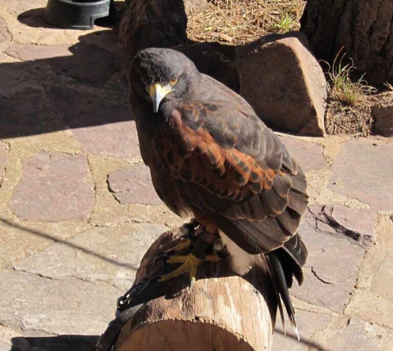 El águila Kira que visita a su dueño cada día tras su muerte