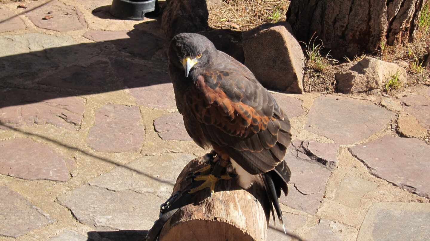 El águila Kira que visita a su dueño cada día tras su muerte