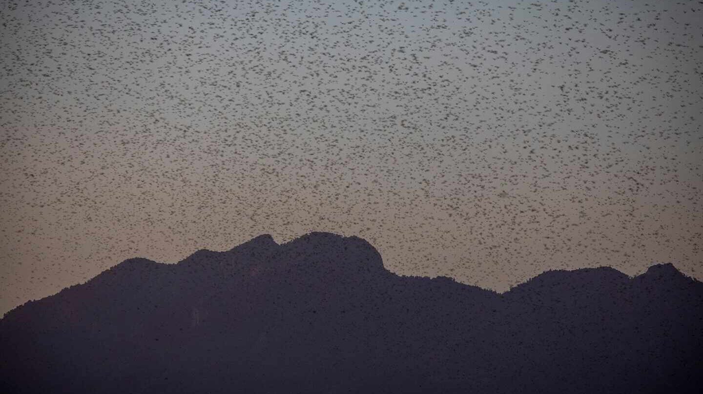 La última maldición del cuerno de África: una plaga de langostas