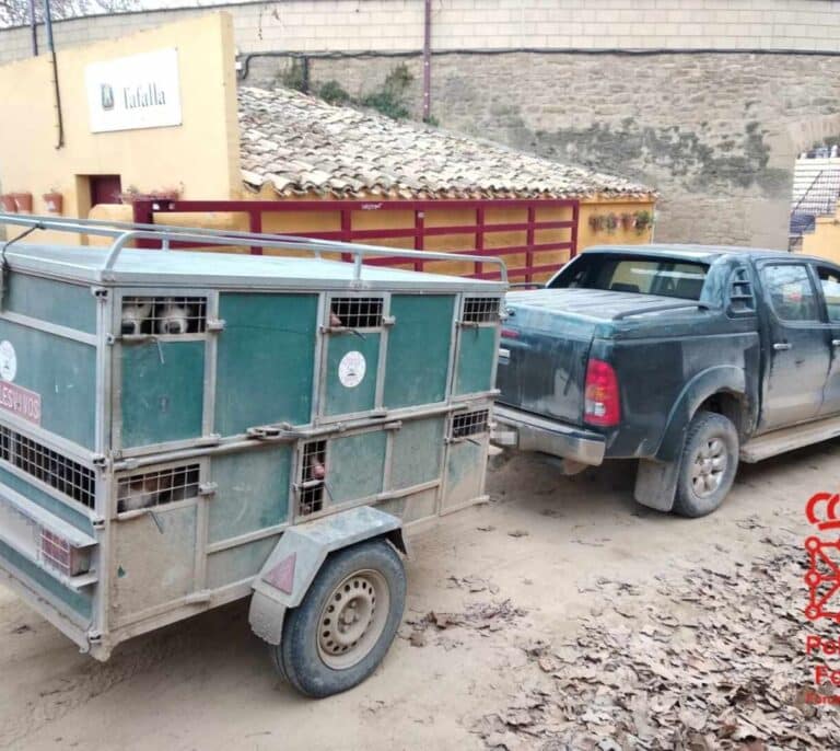 Pillan a un cazador conduciendo bajo los efectos de las drogas y con 23 perros en un remolque