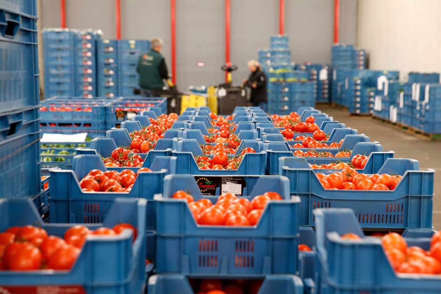 Tomates a 6 € el kilo: la denuncia viral de Podemos sobre la crisis del campo