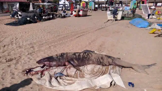 Aparece un tiburón muerto de más de tres metros en la playa de La Antilla