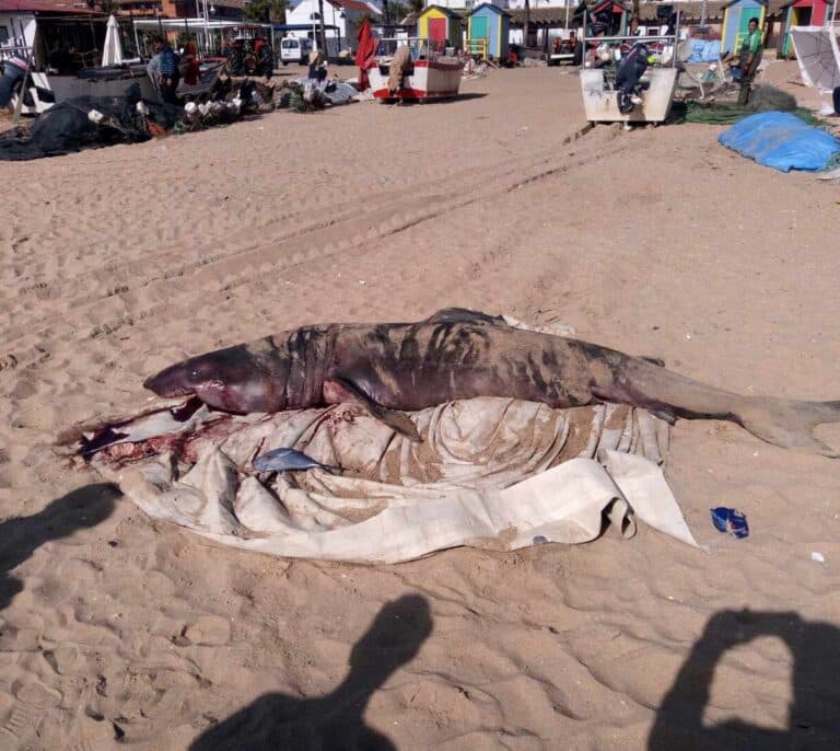 Aparece un tiburón muerto de más de tres metros en la playa de La Antilla