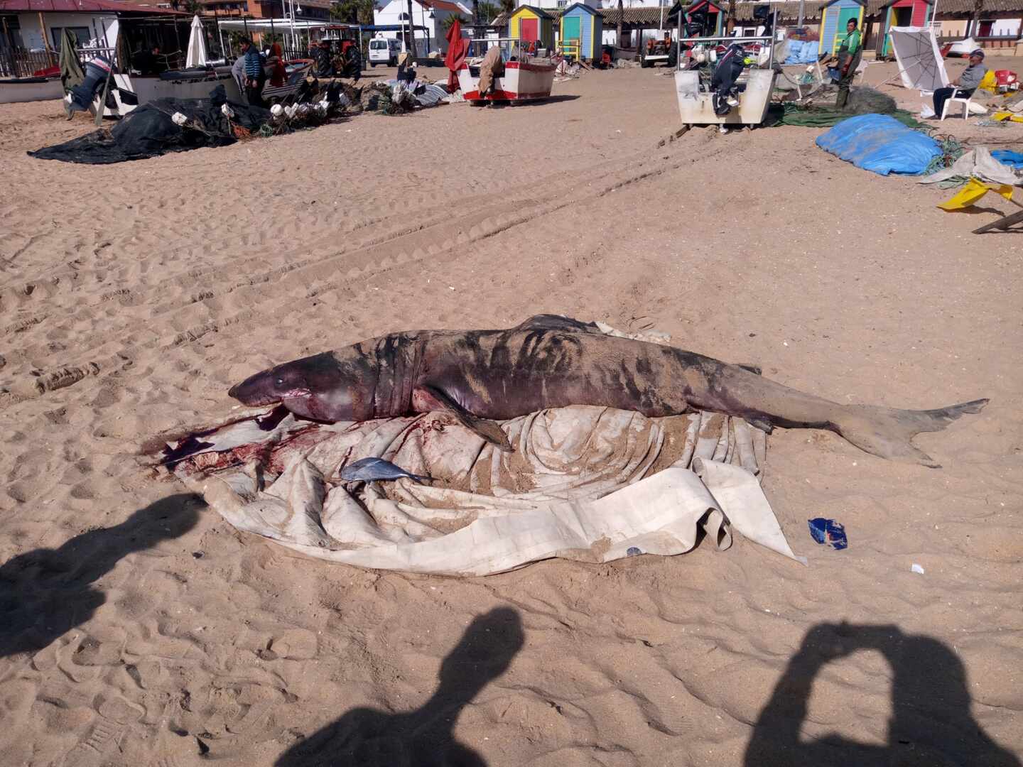 Aparece un tiburón muerto de más de tres metros en la playa de La Antilla