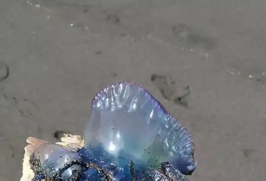Cierran la playa del Socorro (Tenerife) por presencia de medusas y mal estado del mar