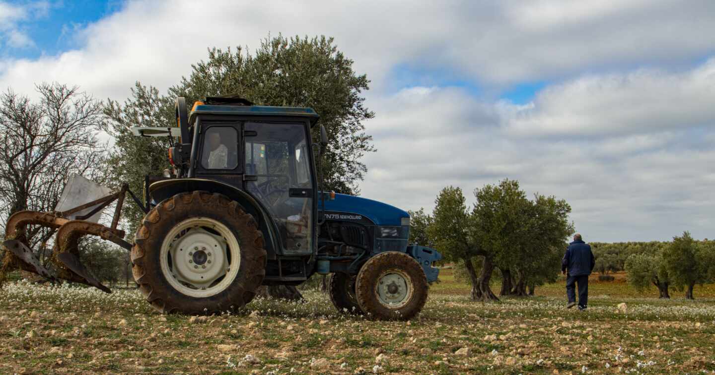 Alejo camina entre sus olivos en Villarejo de Salvanés