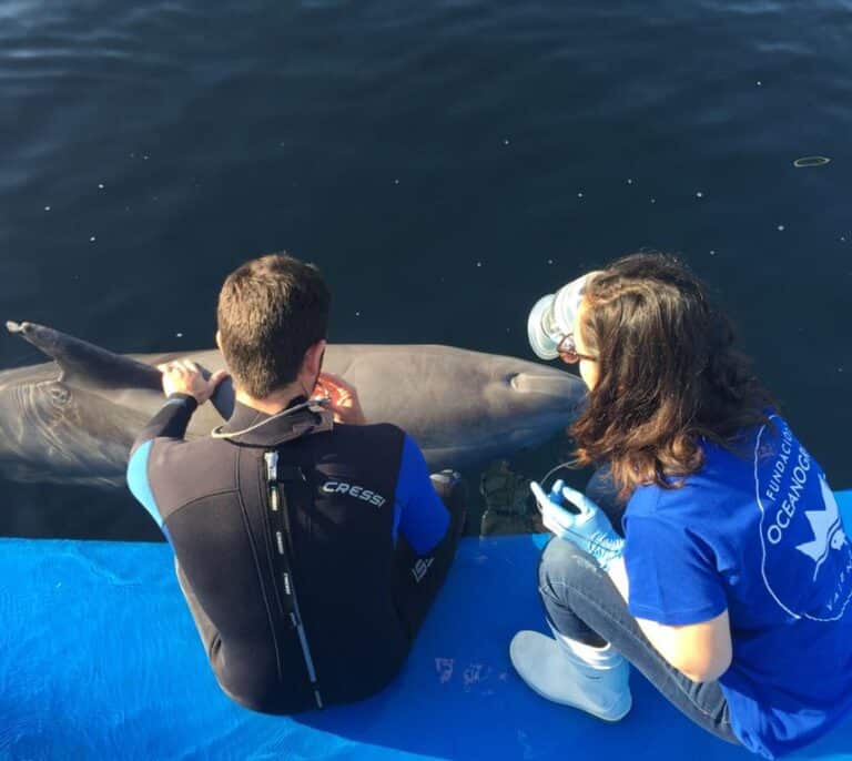 Una técnica pionera detecta enfermedades respiratorias en delfines sin ser invasiva