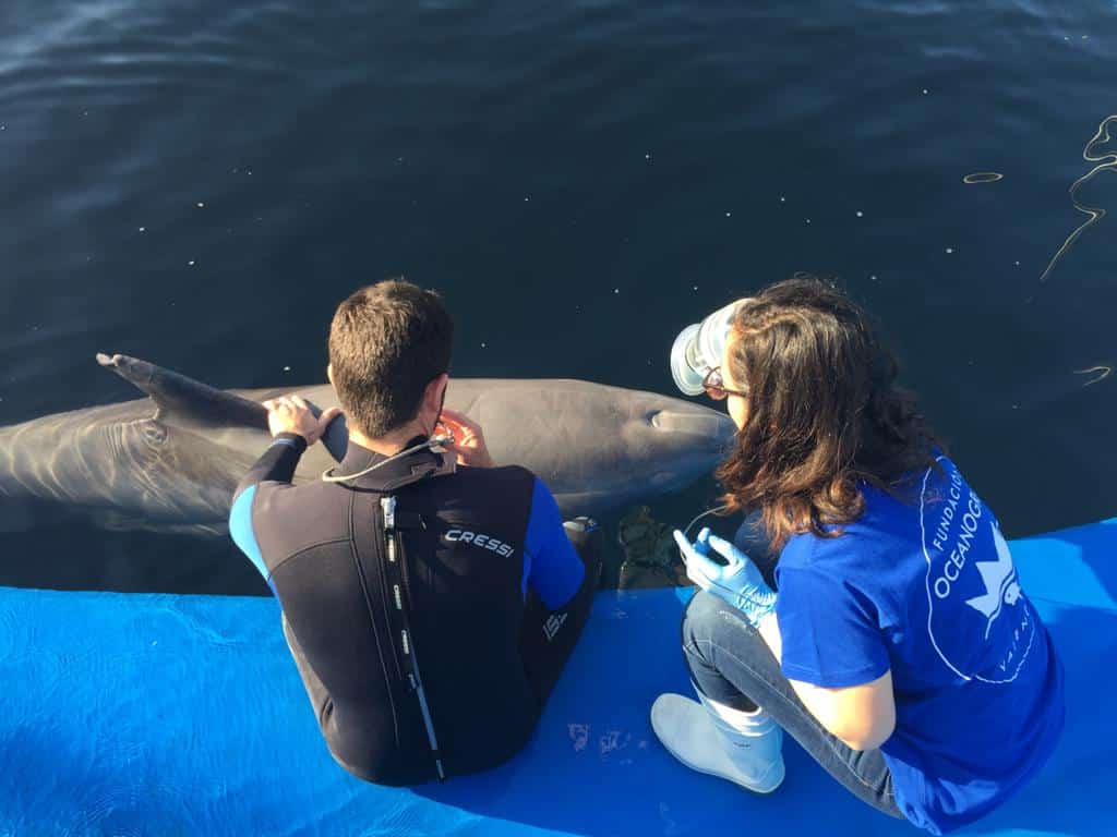 Una técnica pionera detecta enfermedades respiratorias en delfines sin ser invasiva
