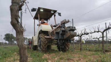 Trabajo repartirá 263 millones a los ayuntamientos para que contraten a trabajadores del campo