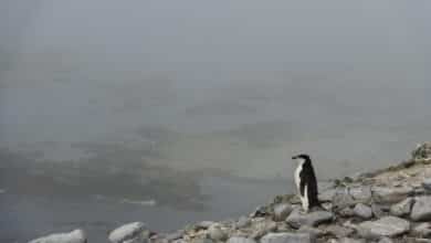 La dramática desaparición del pingüino barbijo en la Antártida