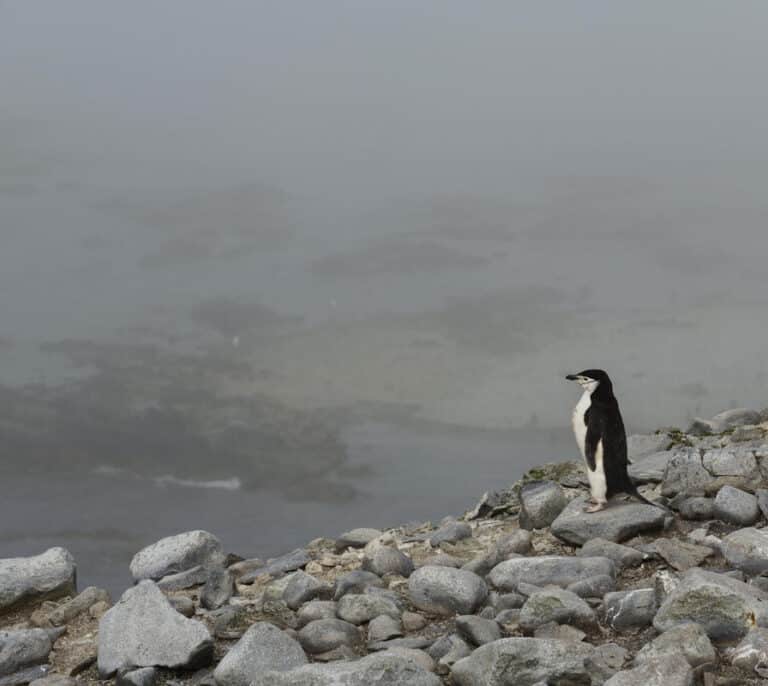 La dramática desaparición del pingüino barbijo en la Antártida