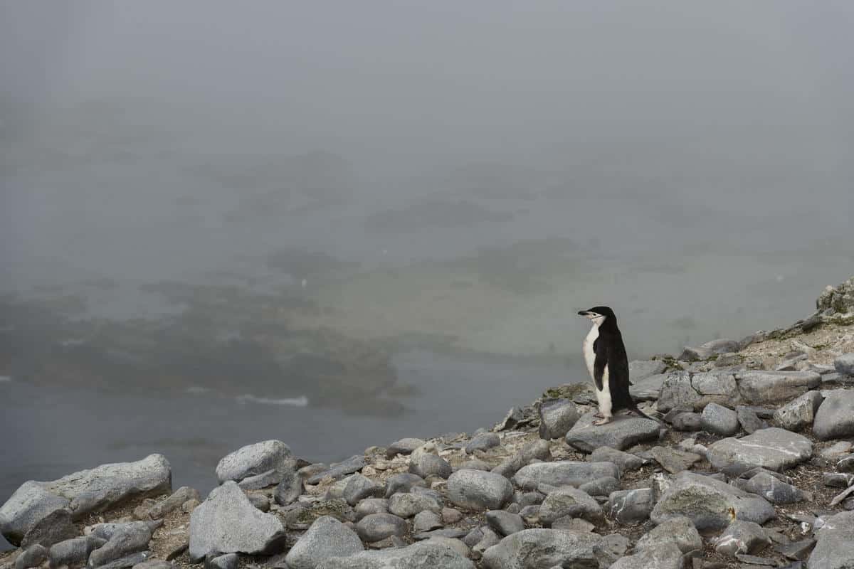 La dramática desaparición del pingüino barbijo en la Antártida